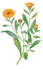 calendula