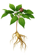 ginseng