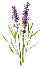 lavandula