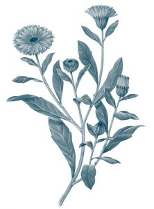 Calendula Officinalis