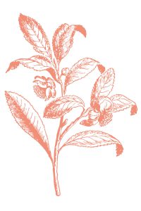 Thè Rosso ROOIBOS